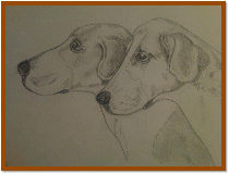 Chiens de chasse - Esquisse au crayon