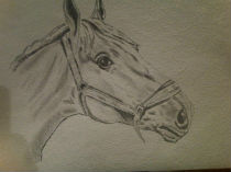 Profil de cheval - Esquisse au crayon